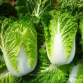 2021 New Harvest Export Natural Fresh Cabbage Export Chinese Cabbage